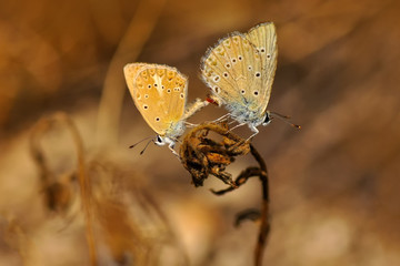 Closeup beautiful butterfly in a summer garden