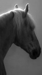 Portrait of a horse. Close up. Vertical photo format 9:16 for social media