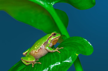 Beautiful Europaean Tree frog Hyla arborea 
