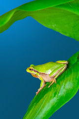 Beautiful Europaean Tree frog Hyla arborea 