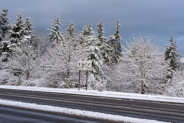 Snow covered pine trees next to slushy road