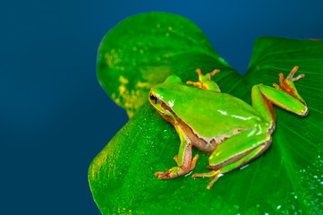 Beautiful Europaean Tree frog Hyla arborea 