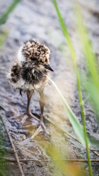 Little chibis bird in full height through grasses