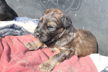 Adorable very young briard puppy shepherd dogs