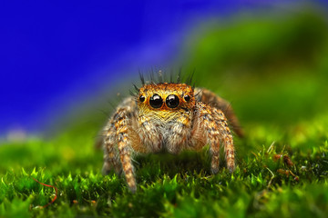 Close up  beautiful jumping spider  