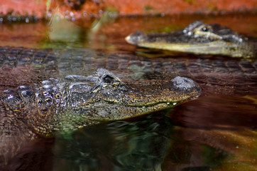 the alligator floats in clear water