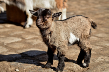 a little goat stands on a stone path