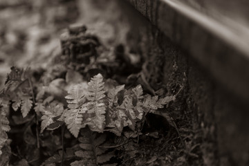 Fern growing in the track bed, a small fern plant, abandoned places, dead track, nature, railroad in forest, wet weather, slight noise, dark ,black and white photo