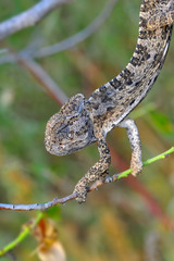 Macro shots, Beautiful nature scene green chameleon 