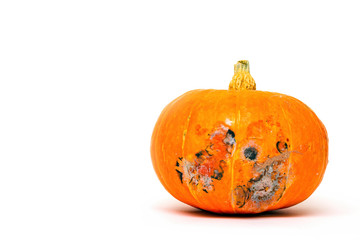 Moldy pumpkin on white background, selective focus, copy space for text.