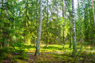 Obraz premium Spring green sunny bright forest. Landscape with trees