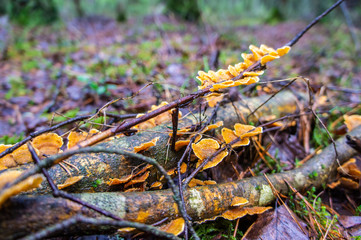Spring mushrooms in the forest close up