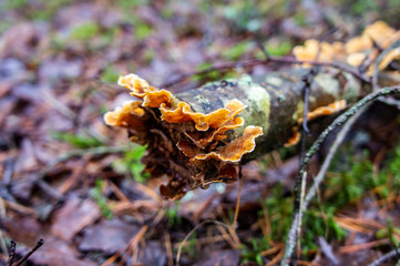 Fototapeta na wymiar Spring mushrooms in the forest close up