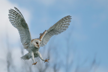 Flying Barn owl (Tyto alba), hunting. White and blue background. Noord Brabant in the Netherlands. Copy space.