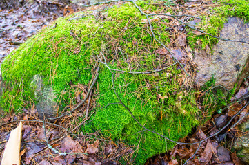 Obraz premium Large boulder stones covered with moss. Scandinavian nature