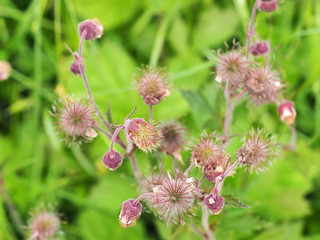 Geum rivale plant or water avens. Pink flowers on the meadow