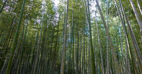 Arashiyama Bamboo Forest in Kyoto Japan on november