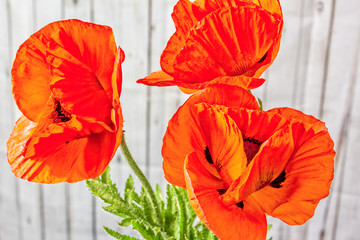 Three flowers of Oriental poppy on a blurred background, close-up