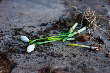 Galanthus. Bulbs of Snowdrops on wooden background. Gardening. 