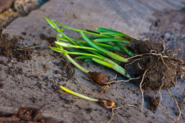 Galanthus. Bulbs of Snowdrops on wooden background. Gardening. 