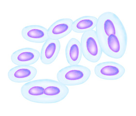 Bardetella Pertussi 