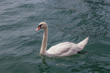 Schwan