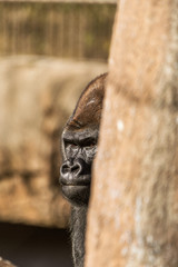 Fototapeta na wymiar Gorilla deep in thought 
