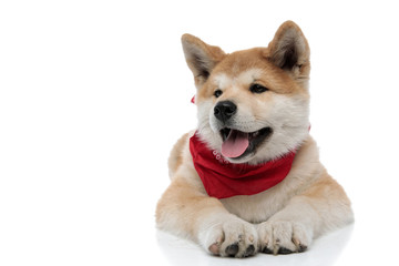Positive Akita Inu panting and looking away
