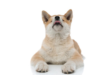 Cute Akita Inu sticking out its tongue and looking up