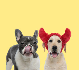 couple of dogs licking mouth and wearing devil horns