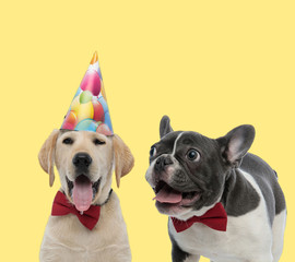 labrador retriever and french bulldog dogs wearing red bowtie