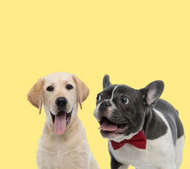 labrador retriever and french bulldog dogs sticking out tongue