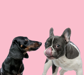 team of teckel dachshund and french bulldog on pink background
