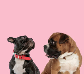 team of french bulldog and boxer