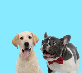 Happy Labrador Retriever and French bulldog  panting