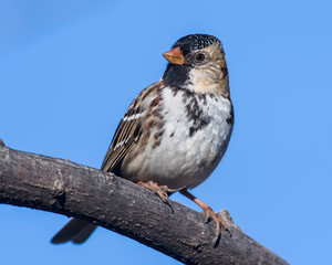 Harris's Sparrow on a perch
