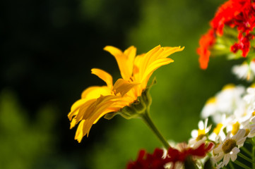Fototapeta premium a bouquet of bright spring flowers of various types