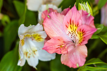 Fototapeta na wymiar Beautiful gift bouquet of various colorful decorative summer flowers