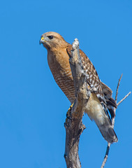 Red-shouldered Hawk on a perch