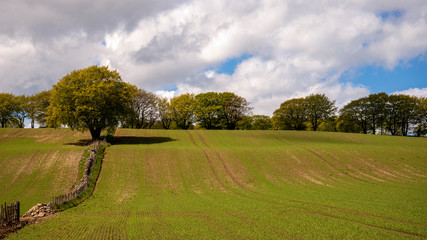 Aberdeenshire Sown Fields