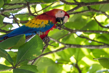 Scarlet macaw (Ara macao)