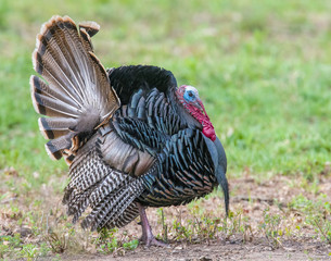 Male wild Turkey displaying his feathers