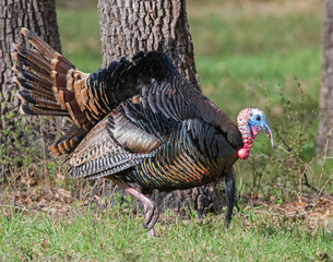 Male wild Turkey displaying his feathers