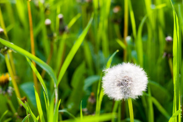 Dandelion seeds in sunlight on spring green background, macro, close-up