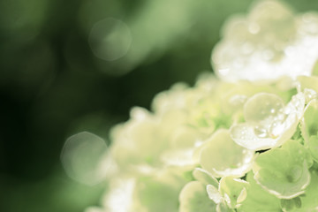 delicate hydrangea flower with drops of water, sunrise closeup. selective focus, bokeh, green background. Spring and Wedding Concept