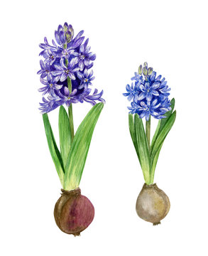 2 Hyacinth with bulbs. Violet and blue spring flowers.  Watercolor illustration isolated on white background. Gardening clipart 