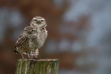 Foto op Plexiglas Two Beautiful Burrowing owl (Athene cunicularia) sitting on a branch.  Autumn bokeh background. Noord Brabant in the Netherlands. Writing space. © Albert Beukhof