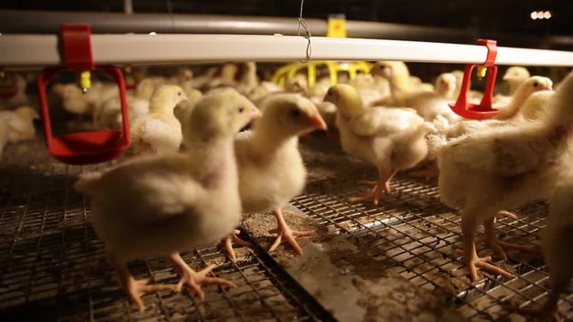 broiler chickens in the aviary at the factory