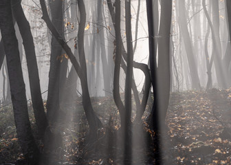 Forest in fog with mist. Fairy mystical woods in a misty day. 