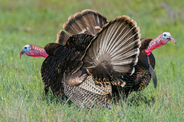 Male wild Turkey displaying his feathers